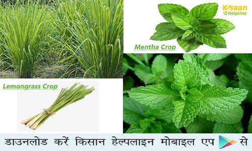 लाखों का मुनाफा लेमनग्रास और मेंथा की खेती से, एरोमा मिशन के तहत दिया जा रहा है बढ़ावा